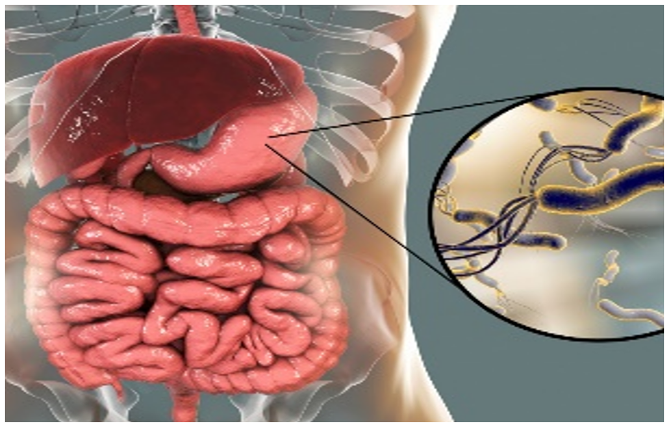 Қазақстан Республикасындағы эрадикациялық режимдерге Helicobacter pylori  төзімділігінің молекулалық-генетикалық предикторлары